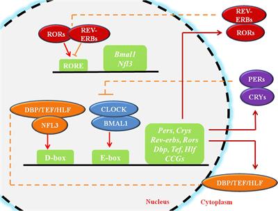 New Insights Into the Circadian Rhythm and Its Related Diseases